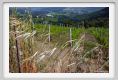 tenuta_di_arceno1634
