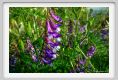 tenuta_di_arceno1635