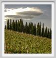 tenuta_di_arceno1643