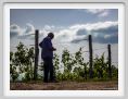 tenuta_di_arceno1647