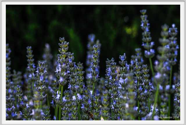 lavanda013