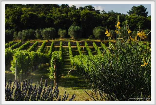 tenuta_di_arceno1874