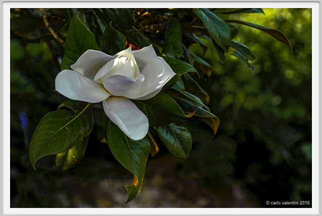 magnolia016