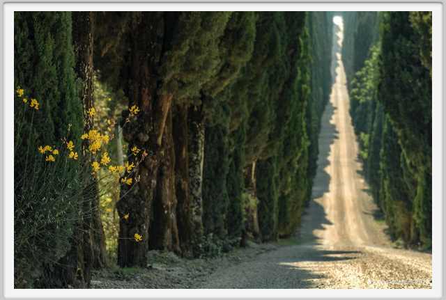 tenuta_di_arceno1889