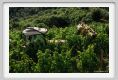 tenuta_di_arceno1823