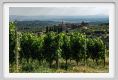 tenuta_di_arceno1825