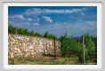 tenuta_di_arceno1826