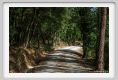 tenuta_di_arceno1827