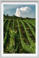 tenuta_di_arceno1833
