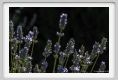 lavanda012