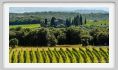 tenuta_di_arceno1855