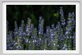 lavanda013