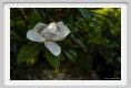 magnolia016