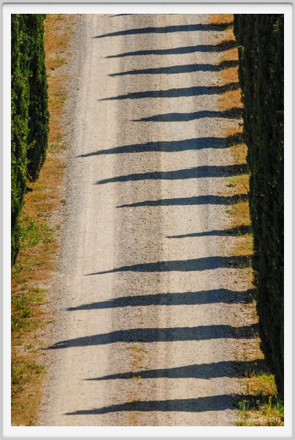 tenuta_di_arceno1742