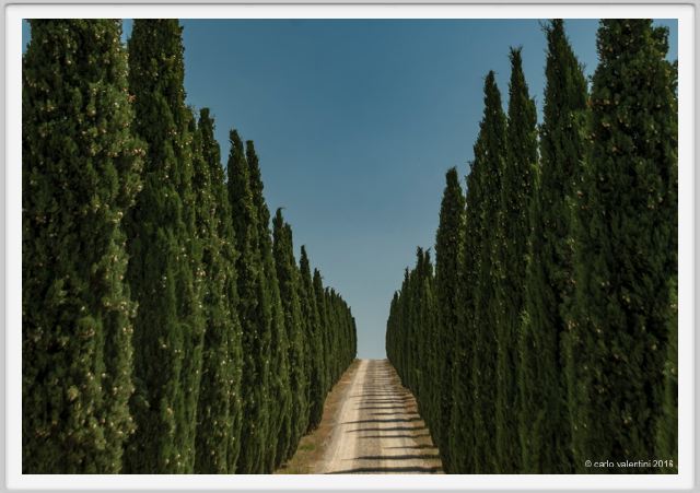 tenuta_di_arceno1753