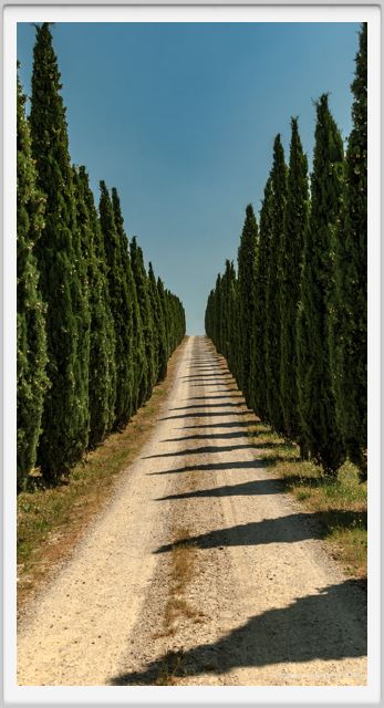 tenuta_di_arceno1763