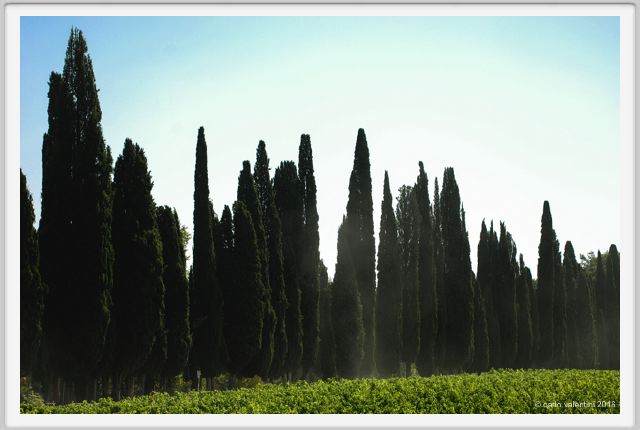 tenuta_di_arceno1765