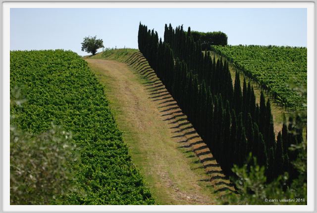 tenuta_di_arceno1773
