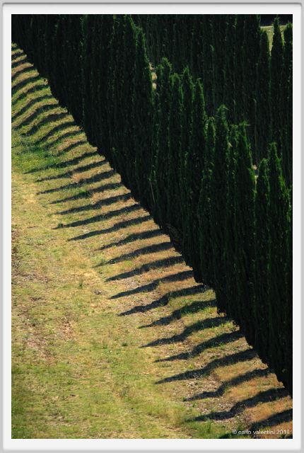 tenuta_di_arceno1775