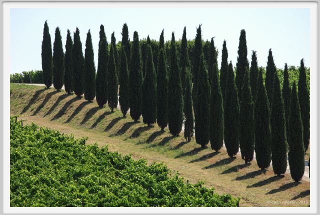 tenuta_di_arceno1777