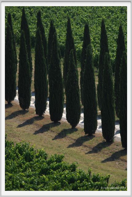 tenuta_di_arceno1778