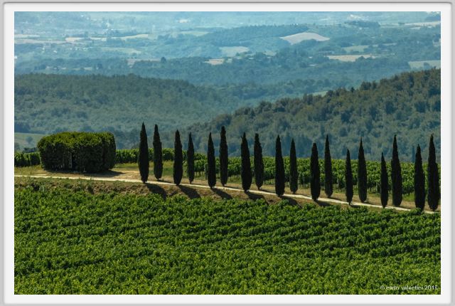 tenuta_di_arceno1787