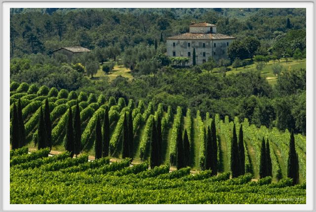tenuta_di_arceno1788