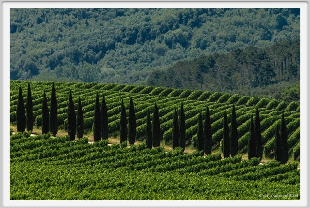 tenuta_di_arceno1790