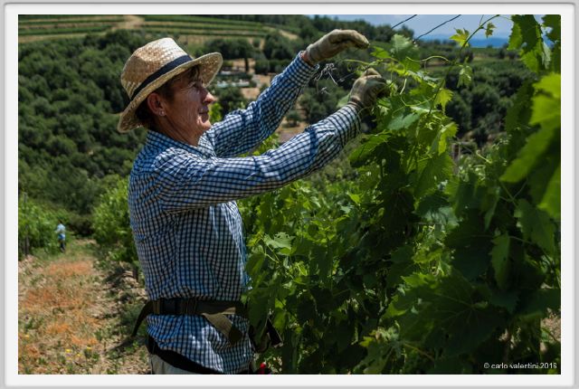 tenuta_di_arceno1805