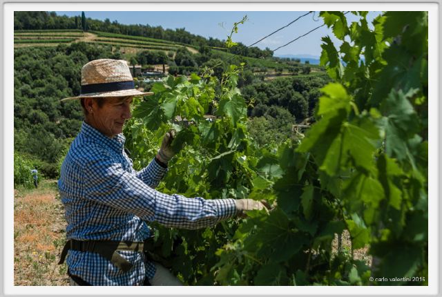 tenuta_di_arceno1808
