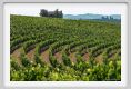tenuta_di_arceno1748