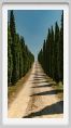 tenuta_di_arceno1763