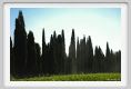 tenuta_di_arceno1765