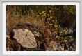 tenuta_di_arceno1766