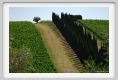 tenuta_di_arceno1773
