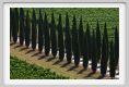 tenuta_di_arceno1776
