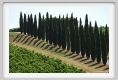 tenuta_di_arceno1777
