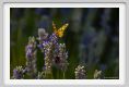 tenuta_di_arceno1733