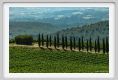 tenuta_di_arceno1787