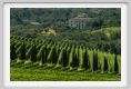 tenuta_di_arceno1788