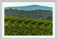 tenuta_di_arceno1789