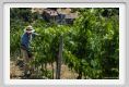 tenuta_di_arceno1795