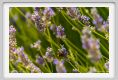tenuta_di_arceno1735