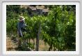 tenuta_di_arceno1796
