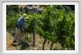 tenuta_di_arceno1797