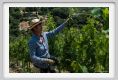 tenuta_di_arceno1801