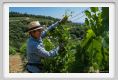 tenuta_di_arceno1807