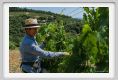 tenuta_di_arceno1808