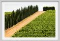 tenuta_di_arceno1739