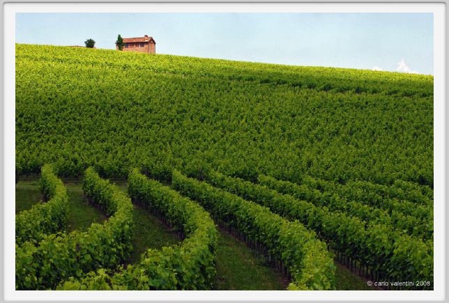 tenuta_di_arceno211